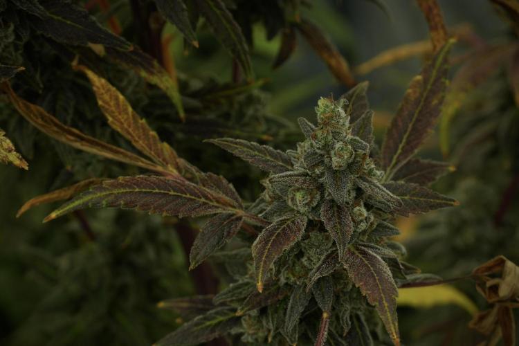 Catching The Ghost Train Haze @ Zamnesia. Week 14 - Ghost Train Haze fading and amazing colors 