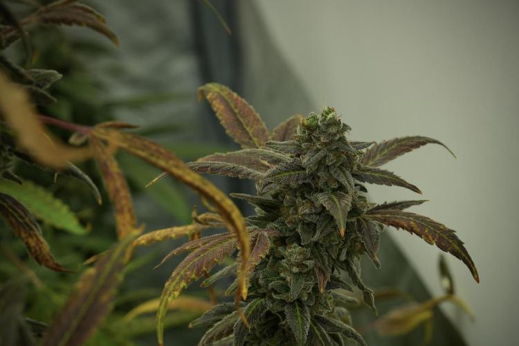Catching The Ghost Train Haze @ Zamnesia. Week 14 - Ghost Train Haze fading and amazing colors 