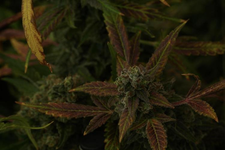 Catching The Ghost Train Haze @ Zamnesia. Week 14 - Ghost Train Haze fading and amazing colors 