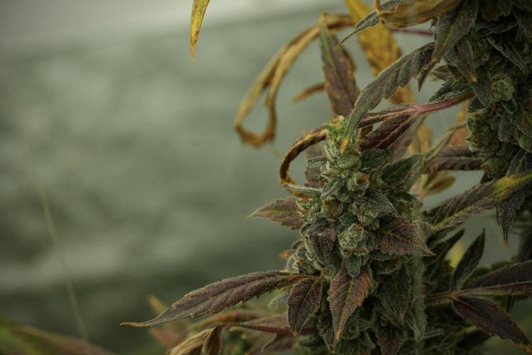 Catching The Ghost Train Haze @ Zamnesia. Week 14 - Ghost Train Haze fading and amazing colors 