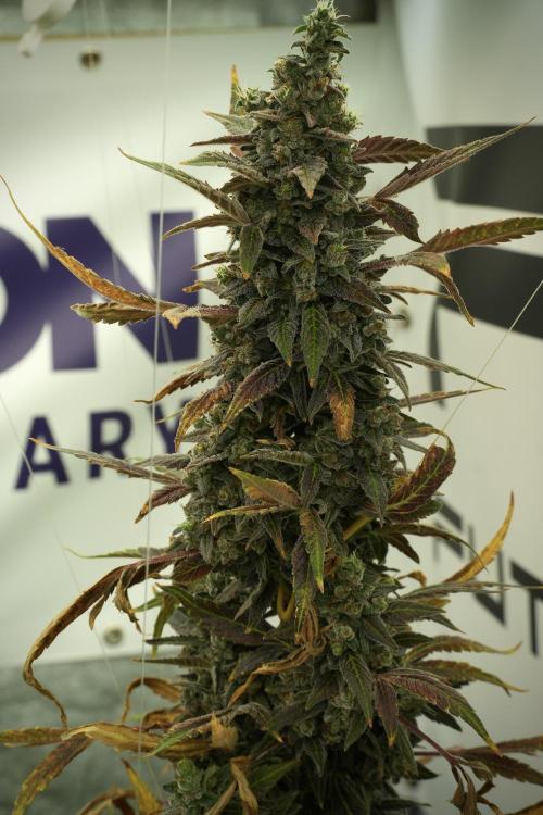 Catching The Ghost Train Haze @ Zamnesia. Week 14 - Ghost Train Haze fading and amazing colors 