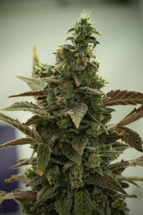 Catching The Ghost Train Haze @ Zamnesia. Week 14 - Ghost Train Haze fading and amazing colors 