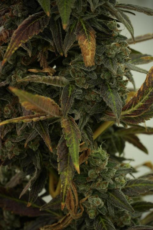 Catching The Ghost Train Haze @ Zamnesia. Week 14 - Ghost Train Haze fading and amazing colors 
