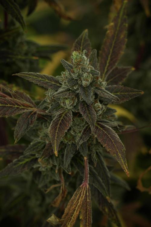 Catching The Ghost Train Haze @ Zamnesia. Week 14 - Ghost Train Haze fading and amazing colors 
