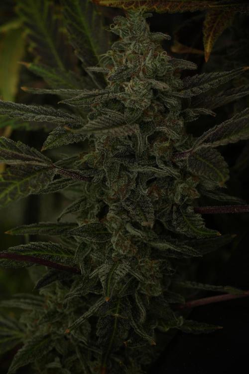 Catching The Ghost Train Haze @ Zamnesia. Week 14 - Ghost Train Haze fading and amazing colors 