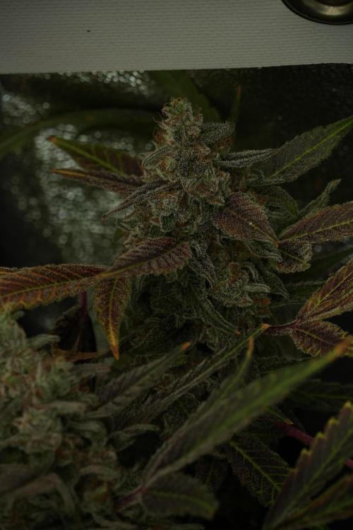 Catching The Ghost Train Haze @ Zamnesia. Week 14 - Ghost Train Haze fading and amazing colors 