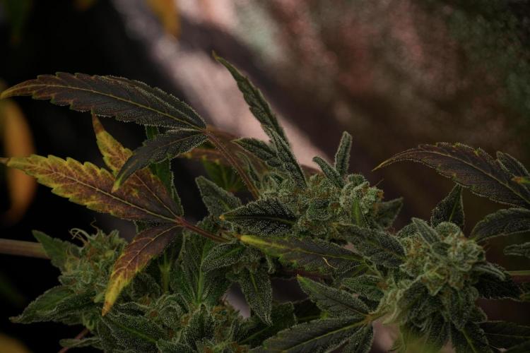 Catching The Ghost Train Haze @ Zamnesia. Week 14 - Ghost Train Haze fading and amazing colors 