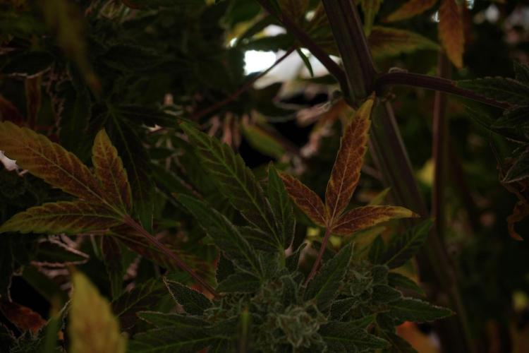 Catching The Ghost Train Haze @ Zamnesia. Week 14 - Ghost Train Haze fading and amazing colors 