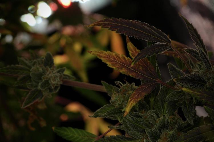Catching The Ghost Train Haze @ Zamnesia. Week 14 - Ghost Train Haze fading and amazing colors 