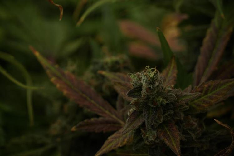 Catching The Ghost Train Haze @ Zamnesia. Week 14 - Ghost Train Haze fading and amazing colors 