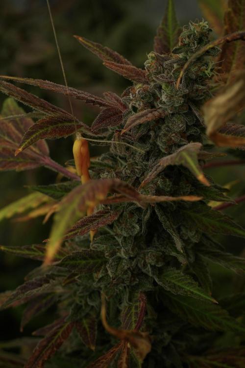 Catching The Ghost Train Haze @ Zamnesia. Week 14 - Ghost Train Haze fading and amazing colors 