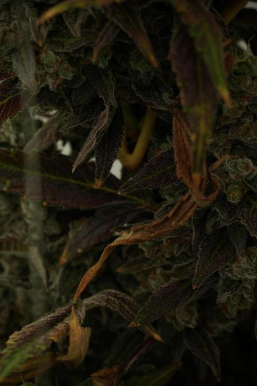 Catching The Ghost Train Haze @ Zamnesia. Week 14 - Ghost Train Haze fading and amazing colors 