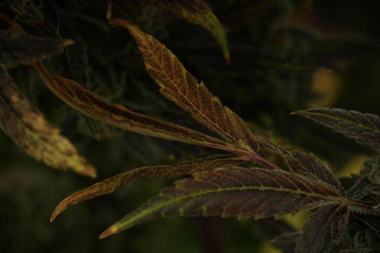 Catching The Ghost Train Haze @ Zamnesia. Week 14 - Ghost Train Haze fading and amazing colors 