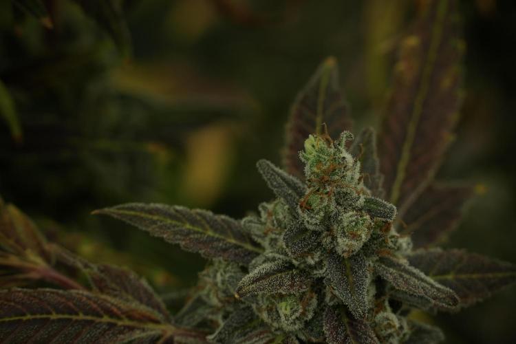 Catching The Ghost Train Haze @ Zamnesia. Week 14 - Ghost Train Haze fading and amazing colors 