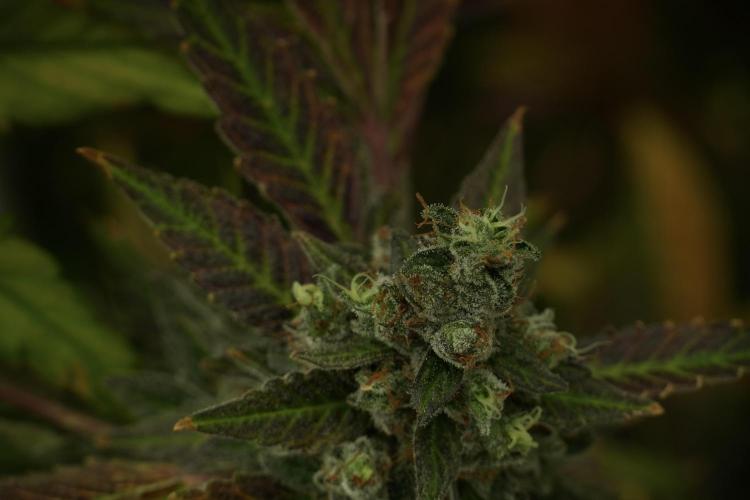 Catching The Ghost Train Haze @ Zamnesia. Week 14 - Ghost Train Haze fading and amazing colors 