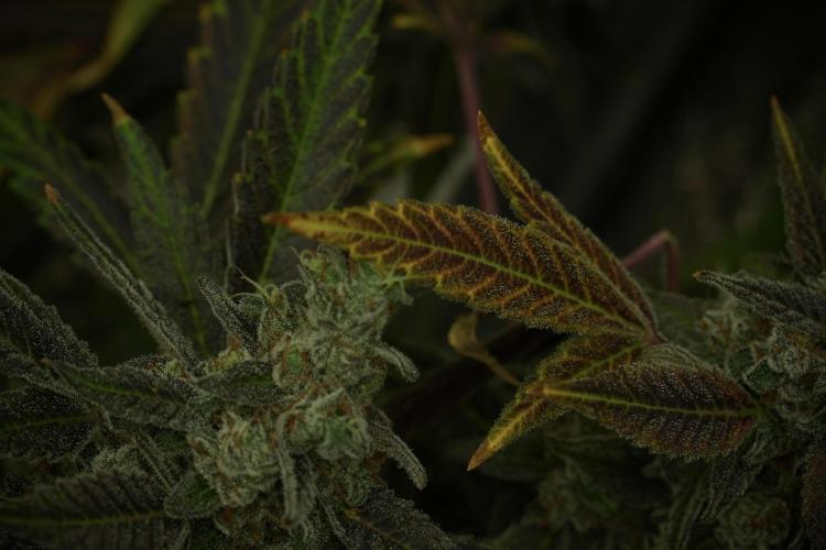 Catching The Ghost Train Haze @ Zamnesia. Week 14 - Ghost Train Haze fading and amazing colors 