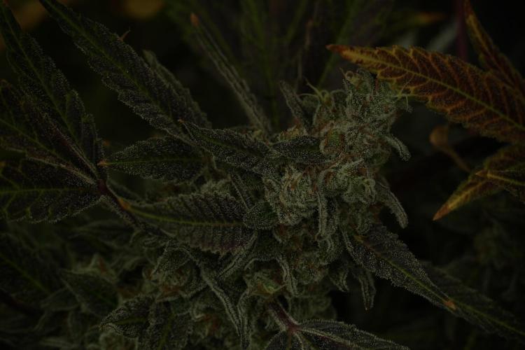 Catching The Ghost Train Haze @ Zamnesia. Week 14 - Ghost Train Haze fading and amazing colors 