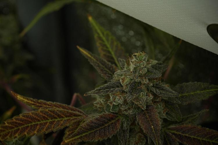 Catching The Ghost Train Haze @ Zamnesia. Week 14 - Ghost Train Haze fading and amazing colors 
