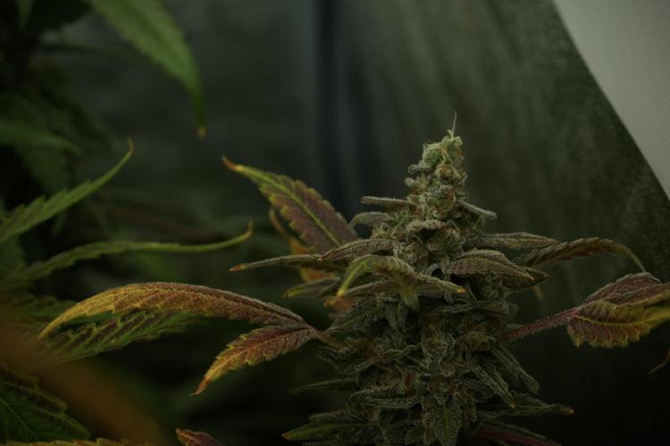 Catching The Ghost Train Haze @ Zamnesia. Week 14 - Ghost Train Haze fading and amazing colors 