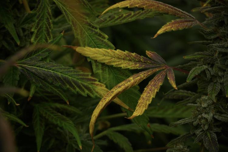 Catching The Ghost Train Haze @ Zamnesia. Week 14 - Ghost Train Haze fading and amazing colors 
