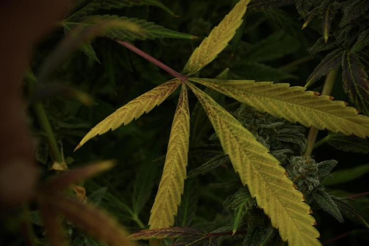 Catching The Ghost Train Haze @ Zamnesia. Week 14 - Ghost Train Haze fading and amazing colors 