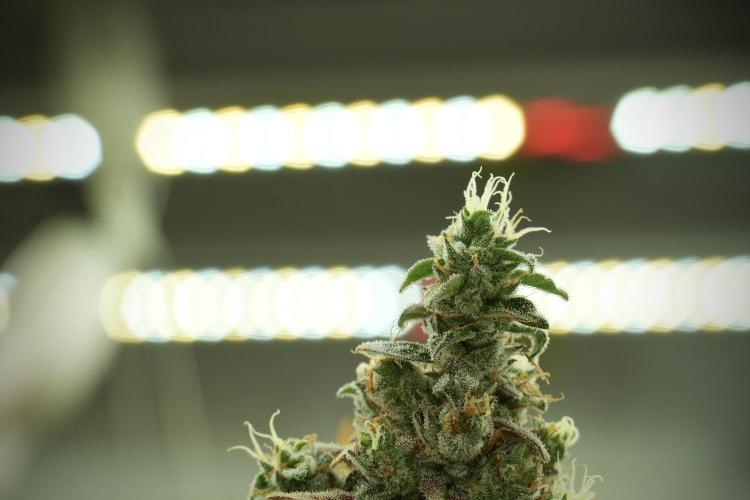 Catching The Ghost Train Haze @ Zamnesia. Week 14 - Ghost Train Haze 12-12 from seed No Veg