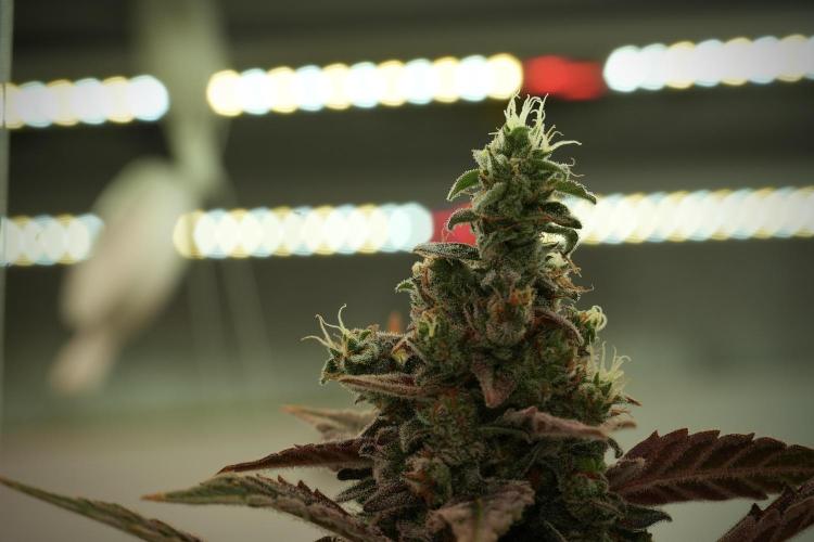 Catching The Ghost Train Haze @ Zamnesia. Week 14 - Ghost Train Haze 12-12 from seed No Veg