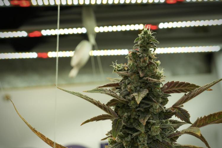 Catching The Ghost Train Haze @ Zamnesia. Week 14 - Ghost Train Haze 12-12 from seed No Veg