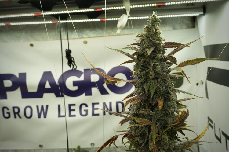 Catching The Ghost Train Haze @ Zamnesia. Week 14 - Ghost Train Haze 12-12 from seed No Veg