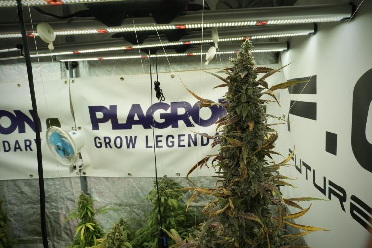Catching The Ghost Train Haze @ Zamnesia. Week 14 - Ghost Train Haze 12-12 from seed No Veg