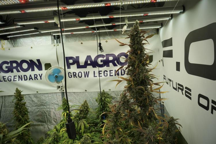 Catching The Ghost Train Haze @ Zamnesia. Week 14 - Ghost Train Haze 12-12 from seed No Veg