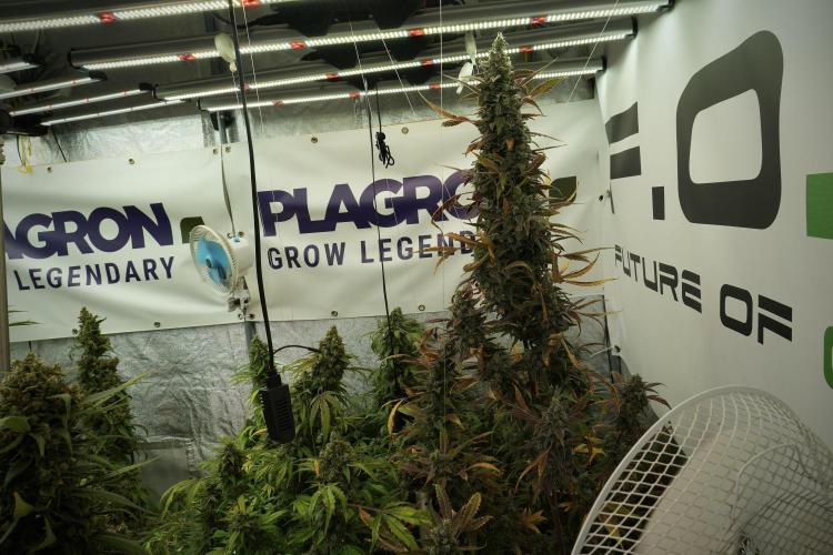 Catching The Ghost Train Haze @ Zamnesia. Week 14 - Ghost Train Haze 12-12 from seed No Veg