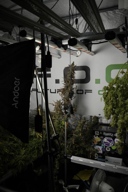 Catching The Ghost Train Haze @ Zamnesia. Week 14 - Ghost Train Haze 12-12 from seed No Veg