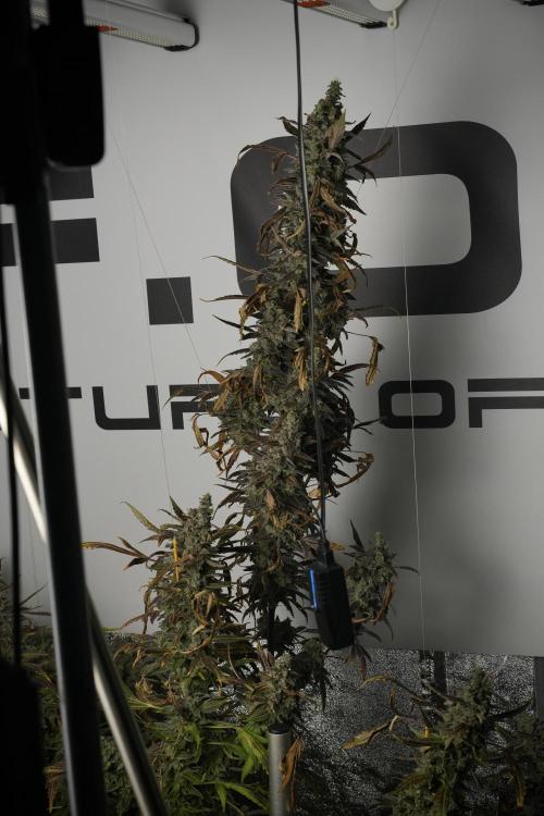 Catching The Ghost Train Haze @ Zamnesia. Week 14 - Ghost Train Haze 12-12 from seed No Veg