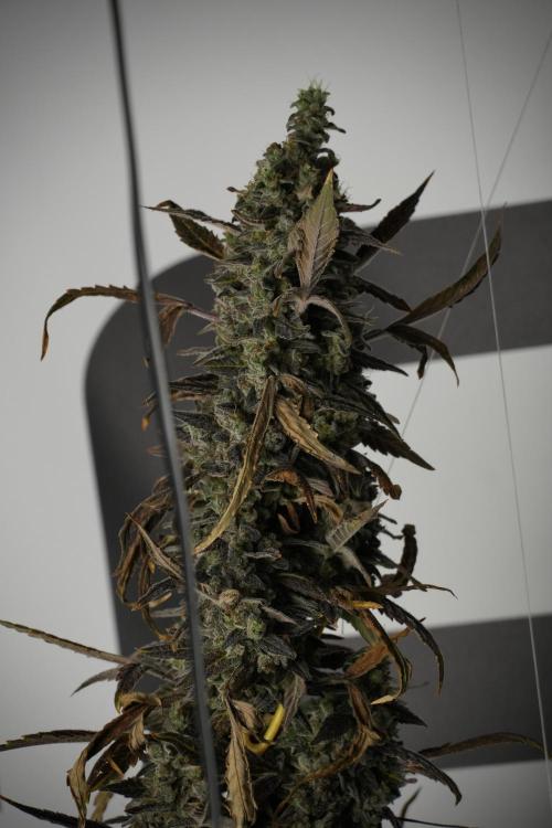 Catching The Ghost Train Haze @ Zamnesia. Week 14 - Ghost Train Haze 12-12 from seed No Veg