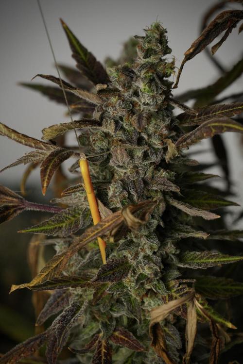 Catching The Ghost Train Haze @ Zamnesia. Week 14 - Ghost Train Haze 12-12 from seed No Veg