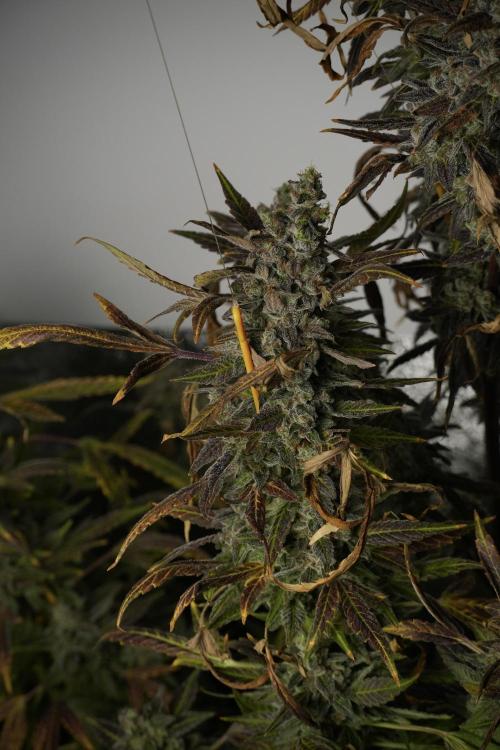 Catching The Ghost Train Haze @ Zamnesia. Week 14 - Ghost Train Haze 12-12 from seed No Veg