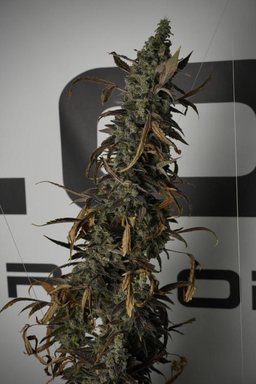 Catching The Ghost Train Haze @ Zamnesia. Week 14 - Ghost Train Haze 12-12 from seed No Veg