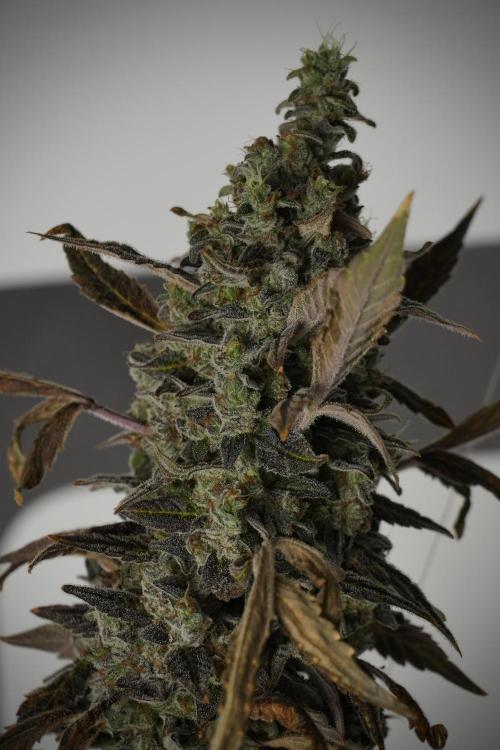 Catching The Ghost Train Haze @ Zamnesia. Week 14 - Ghost Train Haze 12-12 from seed No Veg
