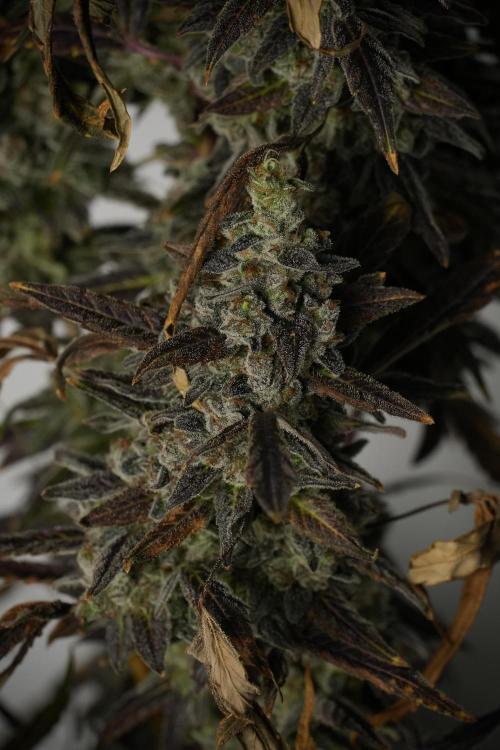 Catching The Ghost Train Haze @ Zamnesia. Week 14 - Ghost Train Haze 12-12 from seed No Veg