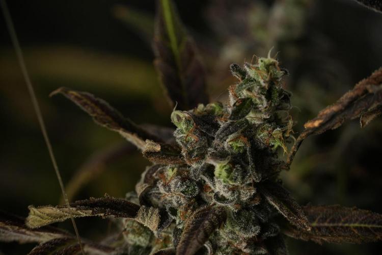 Catching The Ghost Train Haze @ Zamnesia. Week 14 - Ghost Train Haze 12-12 from seed No Veg