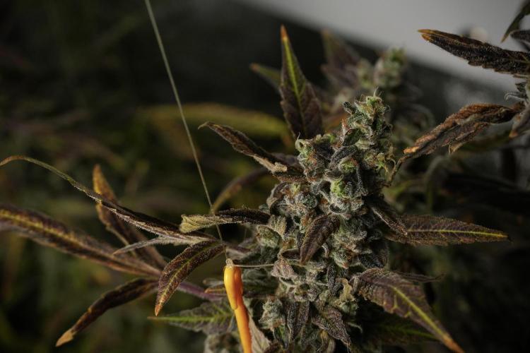 Catching The Ghost Train Haze @ Zamnesia. Week 14 - Ghost Train Haze 12-12 from seed No Veg