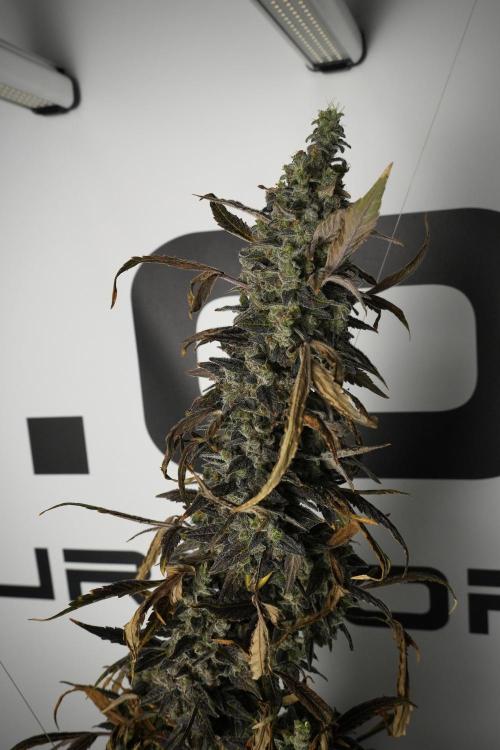 Catching The Ghost Train Haze @ Zamnesia. Week 14 - Ghost Train Haze 12-12 from seed No Veg