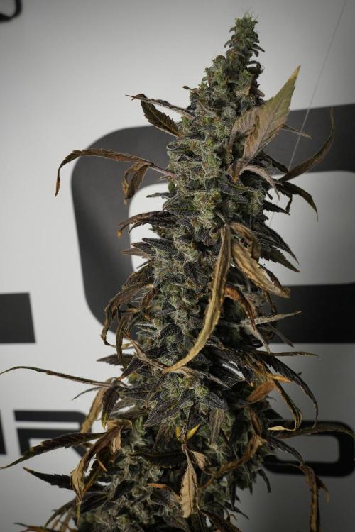 Catching The Ghost Train Haze @ Zamnesia. Week 14 - Ghost Train Haze 12-12 from seed No Veg