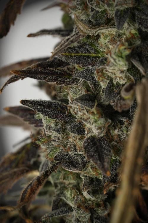 Catching The Ghost Train Haze @ Zamnesia. Week 14 - Ghost Train Haze 12-12 from seed No Veg