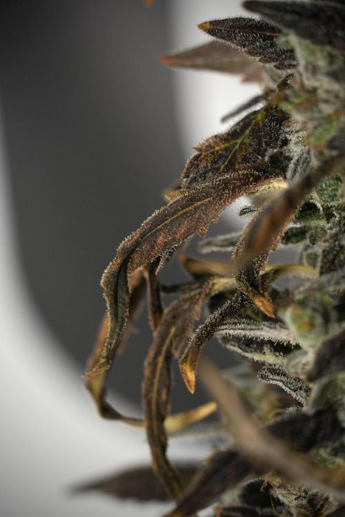 Catching The Ghost Train Haze @ Zamnesia. Week 14 - Ghost Train Haze 12-12 from seed No Veg