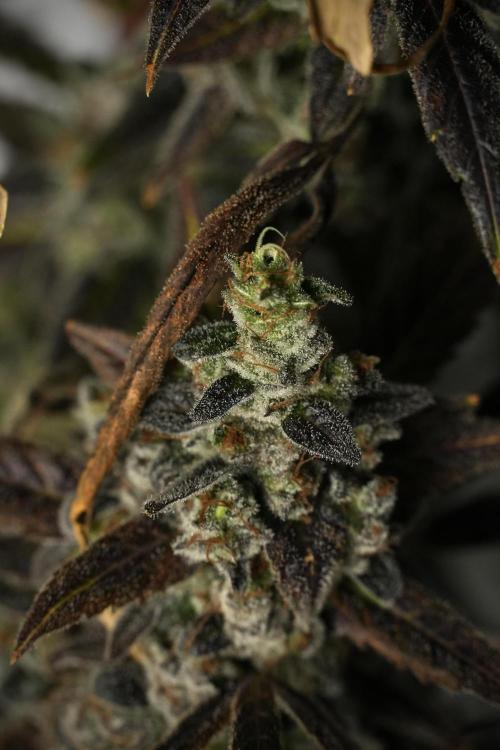 Catching The Ghost Train Haze @ Zamnesia. Week 14 - Ghost Train Haze 12-12 from seed No Veg