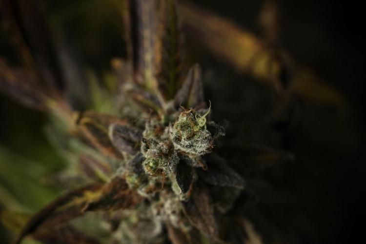 Catching The Ghost Train Haze @ Zamnesia. Week 14 - Ghost Train Haze 12-12 from seed No Veg
