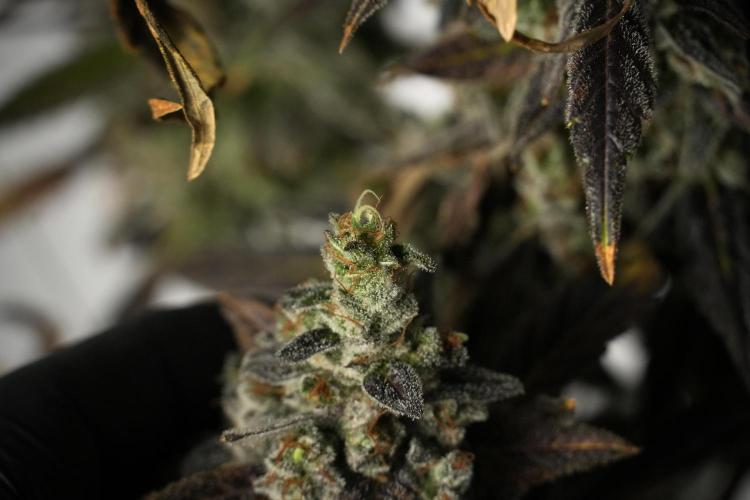 Catching The Ghost Train Haze @ Zamnesia. Week 14 - Ghost Train Haze 12-12 from seed No Veg