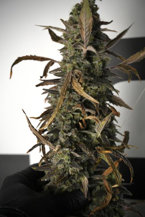 Catching The Ghost Train Haze @ Zamnesia. Week 14 - Ghost Train Haze 12-12 from seed No Veg